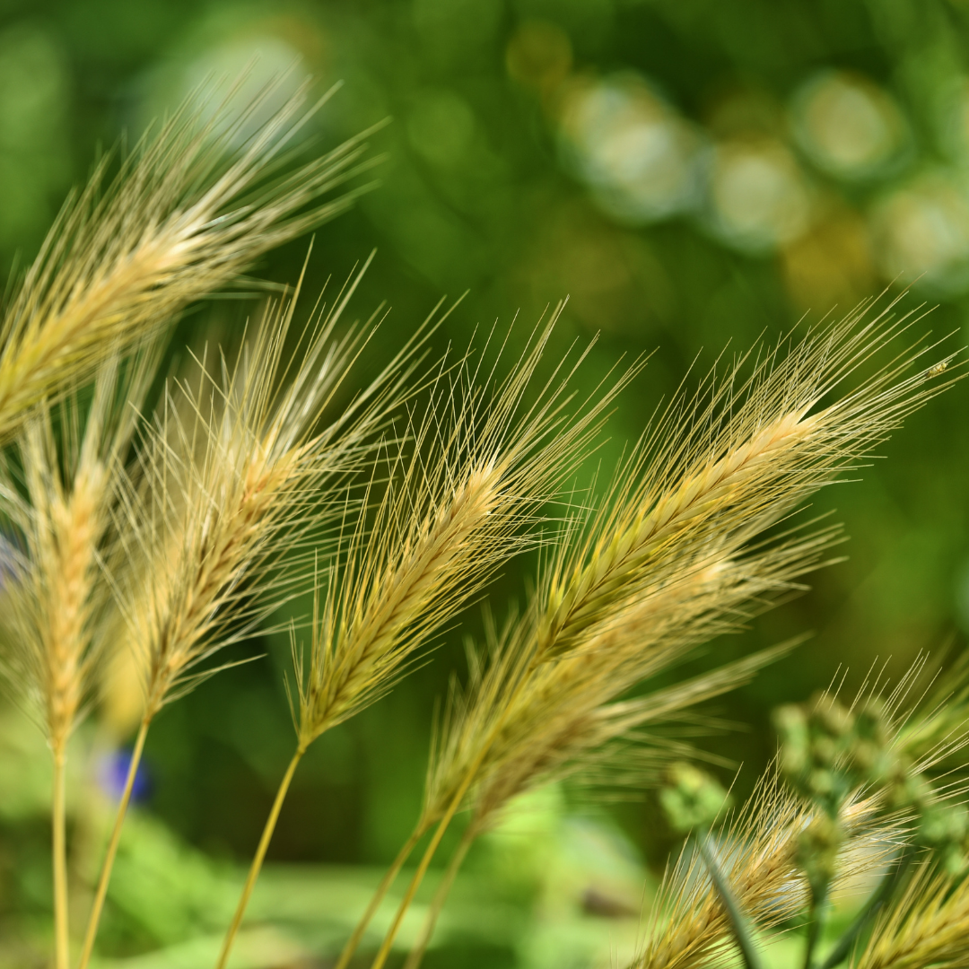 Les épillets présentent des variétés diverses