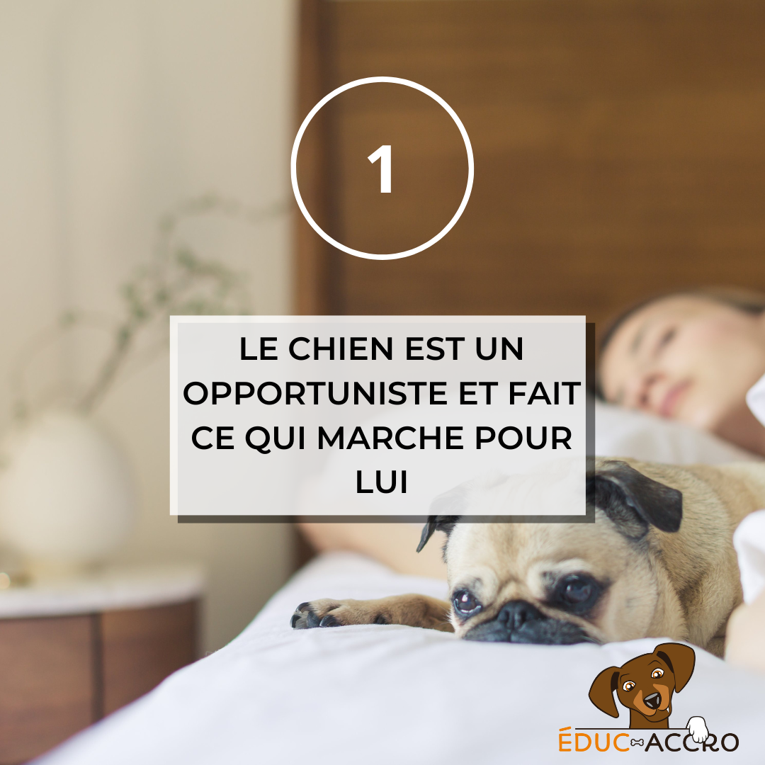 Le chien est un opportuniste et fait ce qui marche pour lui Un chien qui dort sur le lit avec écrit "1, le chien est un opportuniste et fait ce qui marche pour lui"