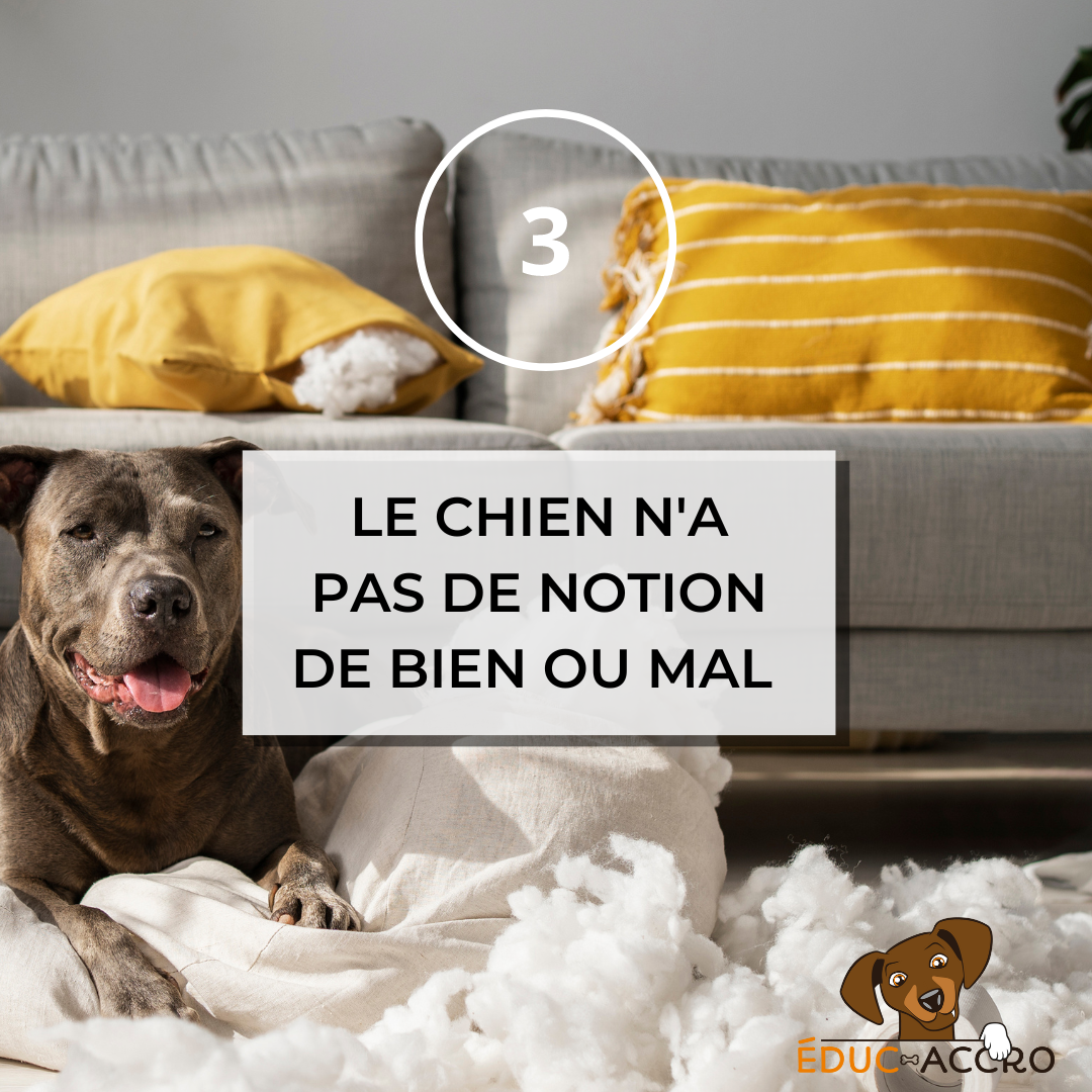 Le chien n'a pas de notion de bien et de mal Un chien ayant déchiré les coussins du canapé avec écrit "3,Le chien n'a pas de notion de bien et de mal"