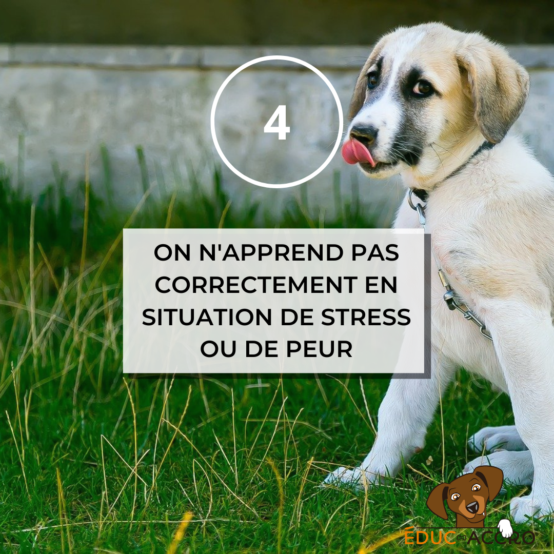 On n'apprend pas correctement en situation de stress ou de peur Un chien attaché dans un jardin se léchant la truffe, l'air triste, avec écrit "4, on n'apprend pas correctement en situation de stress ou de peur"
