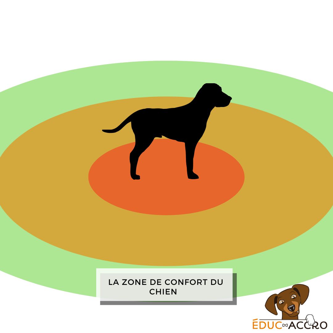 Une illustration de la zone de confort du chien par des cercles, allant du vert au rouge