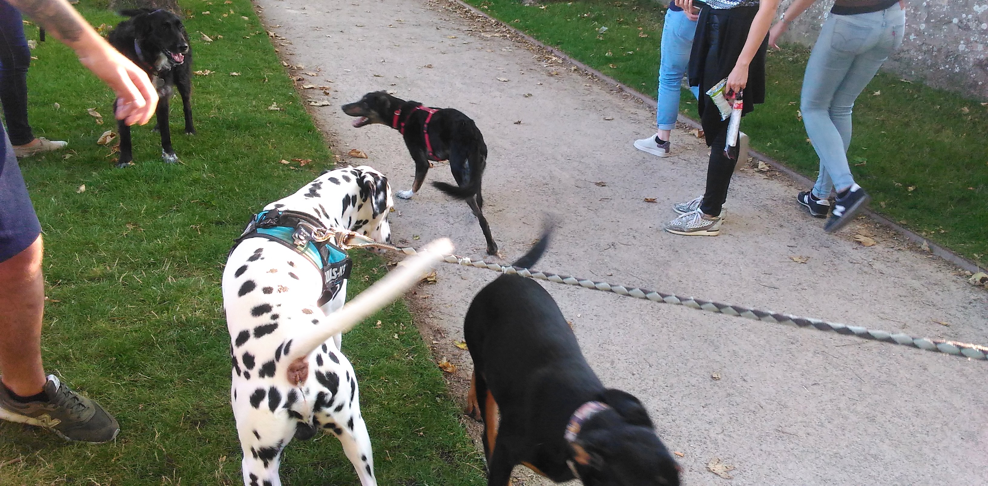 Plusieurs chiens, certains en laisse et d'autres libres, et leurs maîtres lors d'une balade collective