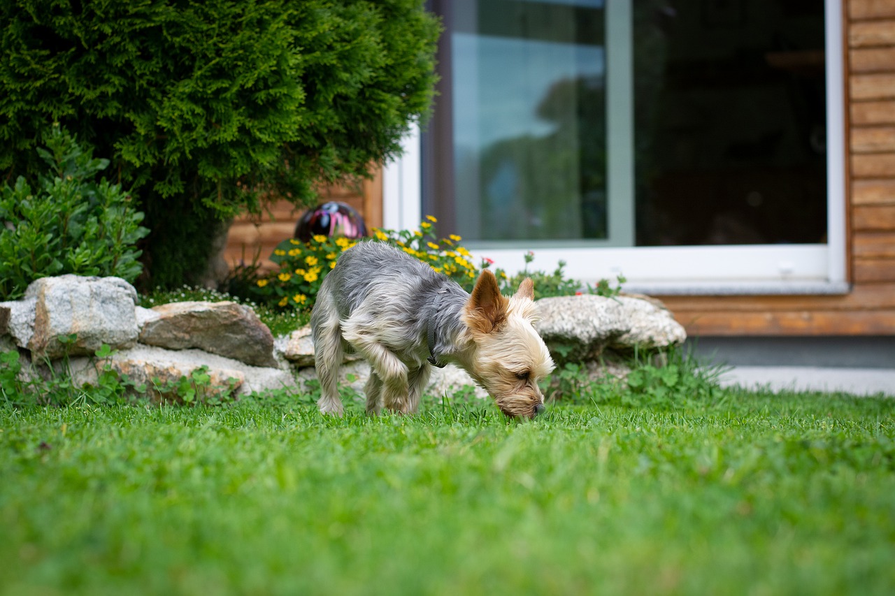 Un Yorkshire en balade qui renifle l'herbe
