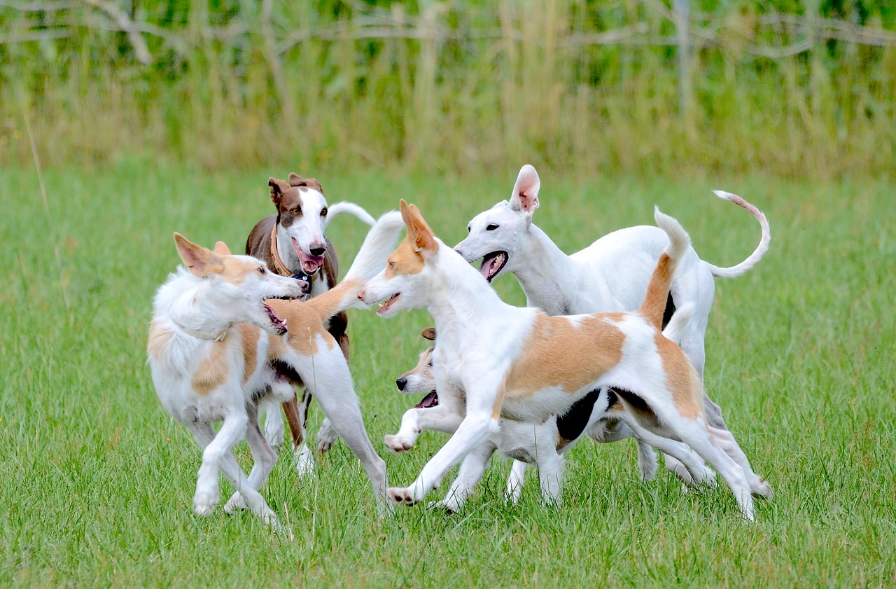Des chiens type lévrier qui jouent dans l'herbe