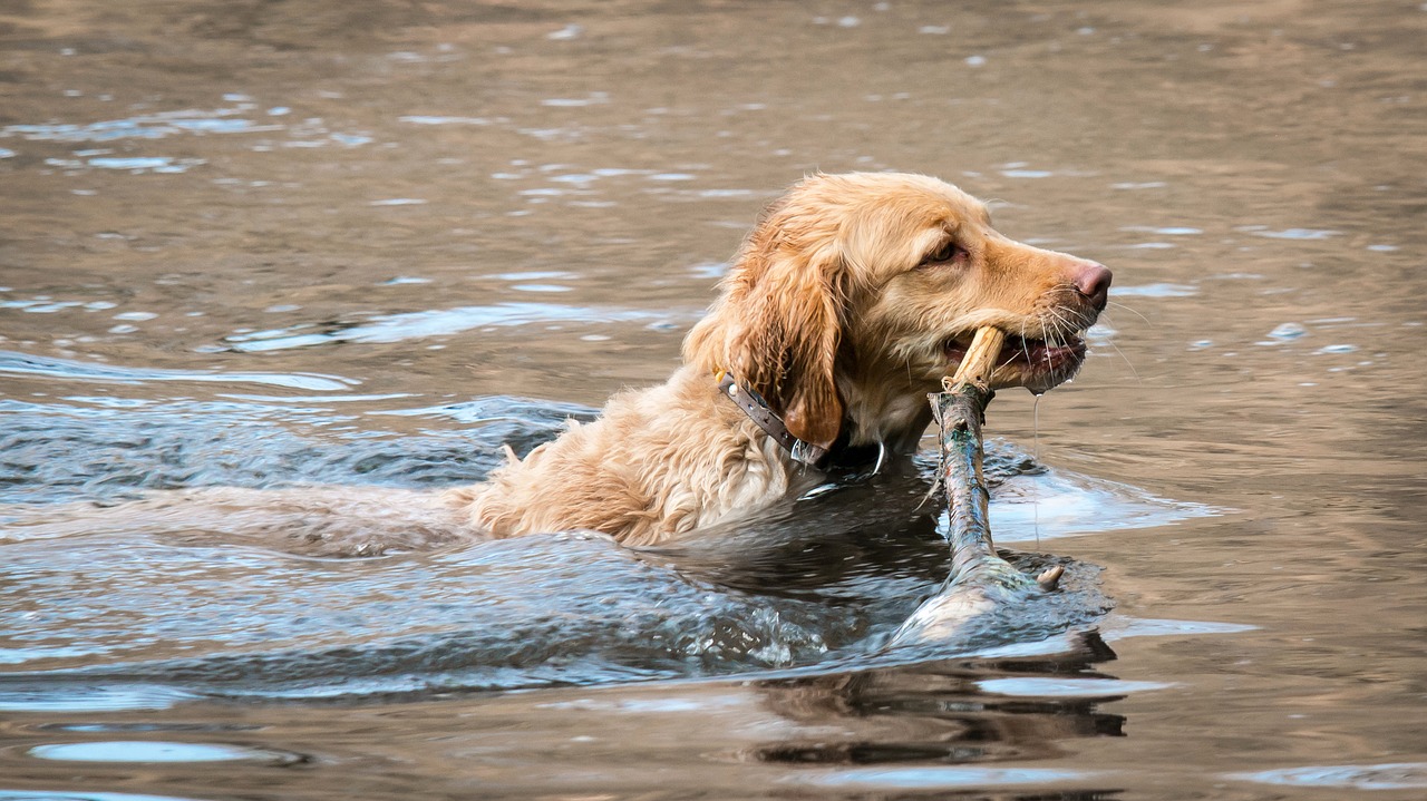 Un Golden Retriever qui ramène un bâton à la nage
