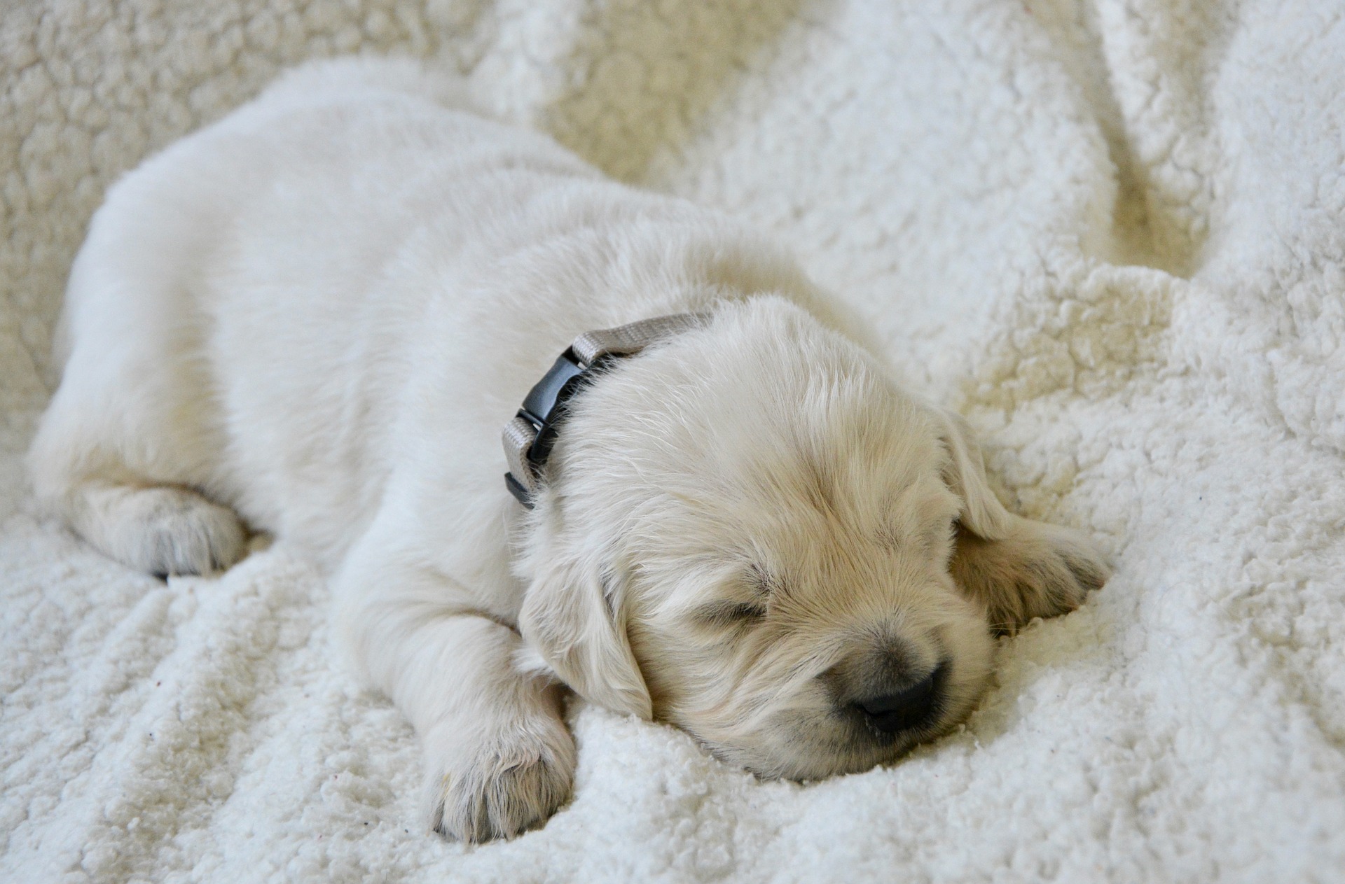 Un chiot qui dort profondément sur un plaid