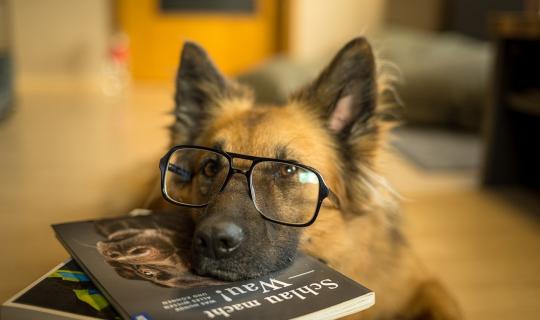 5 principes incontournables de l'éducation canine
