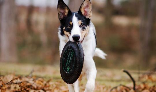 Les besoins fondamentaux du chien