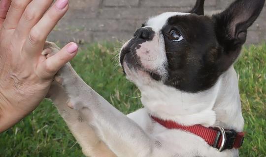 S'assurer du consentement de son chien