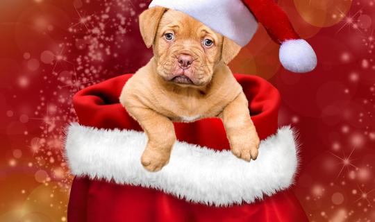 Un animal n’est pas un cadeau de Noël !